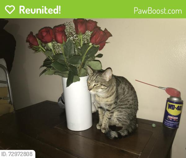Reunited Female Cat last seen Melina lane, Tomball, TX 77375