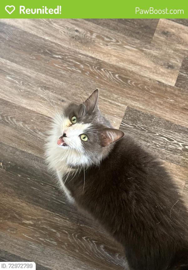 Reunited Male Cat last seen Gregory Street, Burleson, TX 76028