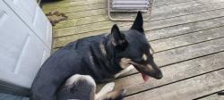Reunited Female Dog last seen Apollo football field , Apollo, PA 15613
