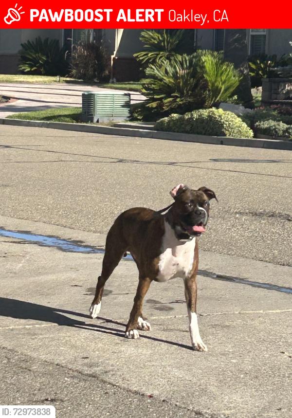 Lost Male Dog last seen Gold Run Dr, Oakley, Oakley, CA 94561
