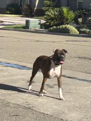 Lost Male Dog last seen Gold Run Dr, Oakley, Oakley, CA 94561