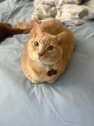 Lost Male Cat last seen lakeline, cypress creek, Cedar Park, TX 78613