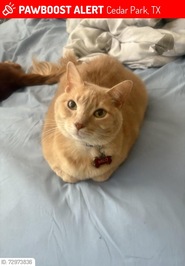 Lost Male Cat last seen lakeline, cypress creek, Cedar Park, TX 78613