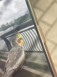 Found/Stray Unknown Bird last seen On waterfront , Hoboken, NJ 07030