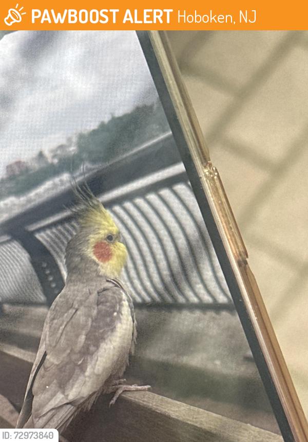Found/Stray Unknown Bird last seen On waterfront , Hoboken, NJ 07030