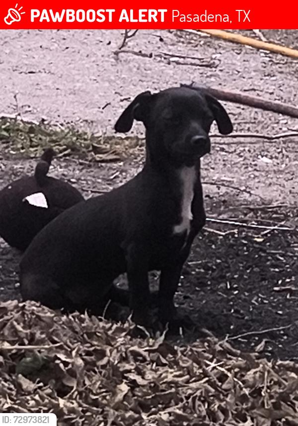 Lost Female Dog last seen Jacks Grocery, Pasadena, TX 77503