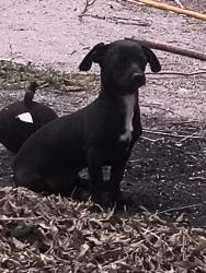 Lost Female Dog last seen Jacks Grocery, Pasadena, TX 77503