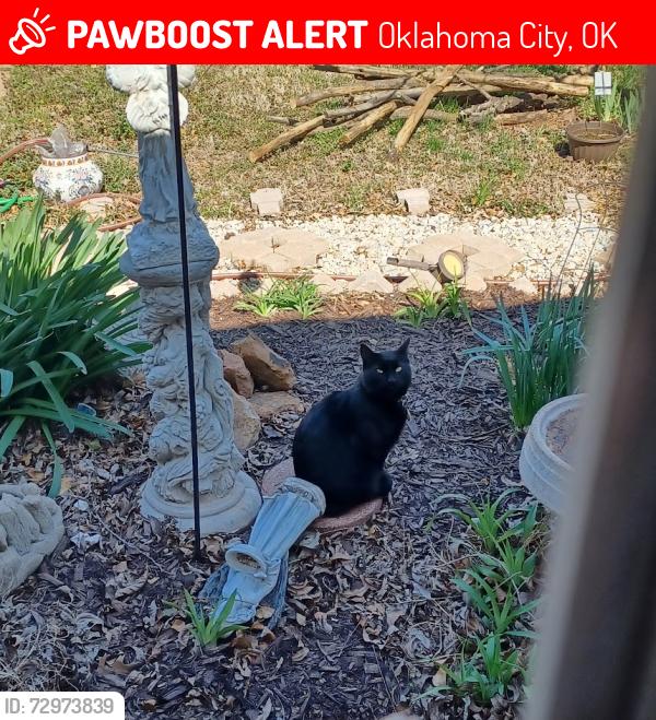 Lost Male Cat last seen Shields  and SE 66th, Oklahoma City, OK 73149