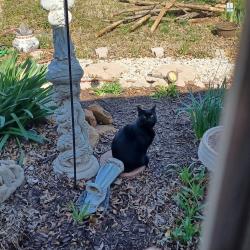 Lost Male Cat last seen Shields  and SE 66th, Oklahoma City, OK 73149