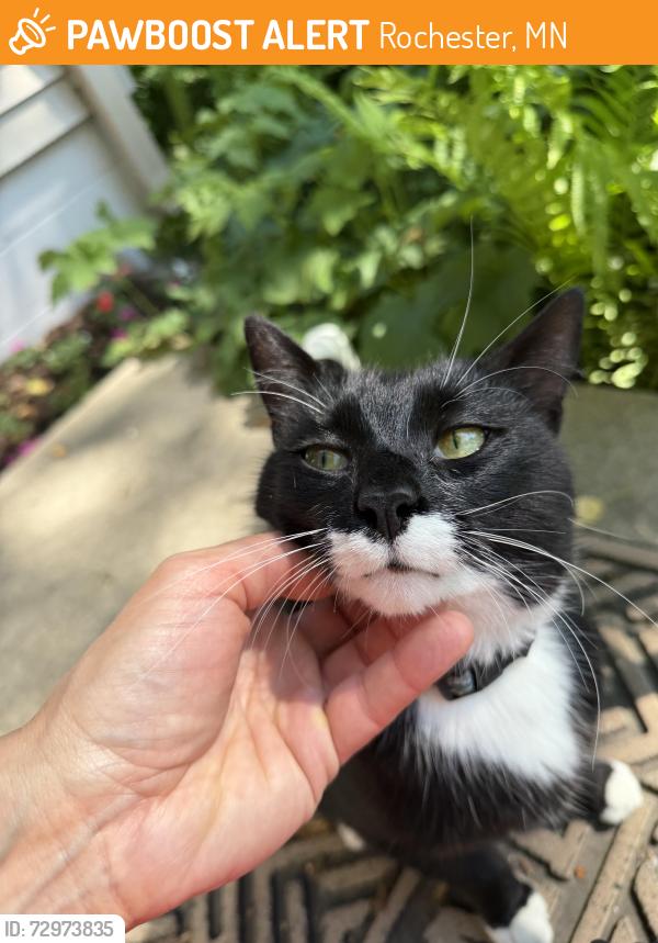 Found/Stray Unknown Cat last seen Memorial Parkway, Rochester, MN 55902