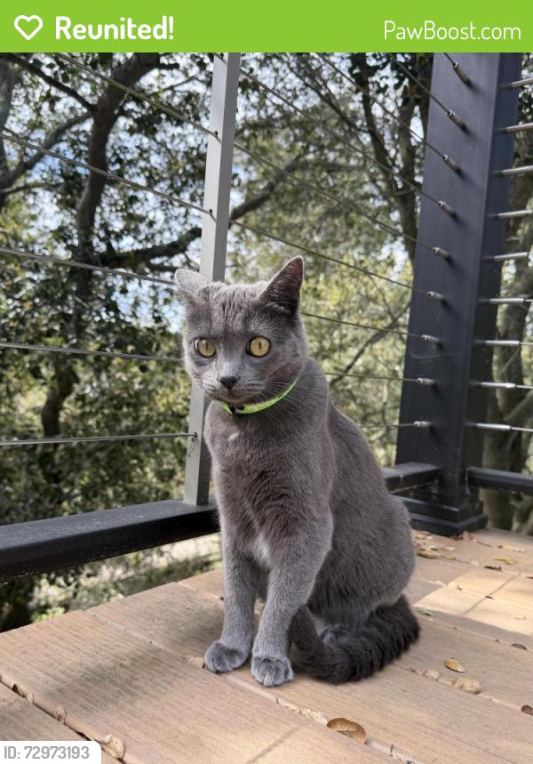 Reunited Female Cat last seen Snake Rd. And Magellan Dr., Oakland, CA 94611
