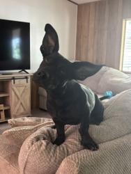 Shelter Stray Male Dog last seen S Blythe Ave & Church Ave, Fresno Zone Fresno CO 1A 93706, CA, Fresno, CA 93706