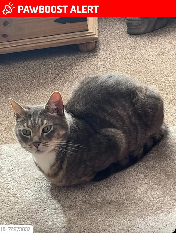 Lost Male Cat last seen Mawthorpe, Willoughby, England LN13 9NA