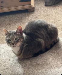 Lost Male Cat last seen Mawthorpe, Willoughby, England LN13 9NA