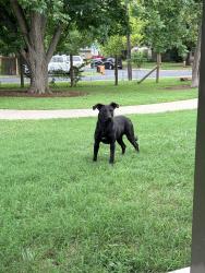 Found/Stray Male Dog last seen Earl J Pomerleau Park, Austin, TX 78723