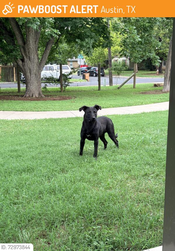 Found/Stray Male Dog last seen Earl J Pomerleau Park, Austin, TX 78723