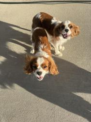 Found/Stray Male Dog last seen Locust and southside , Nampa, ID 83686