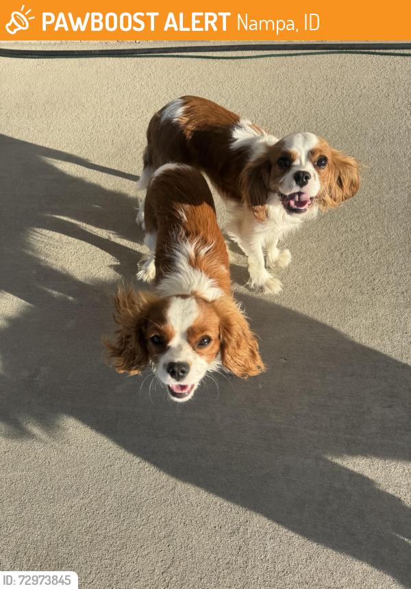 Found/Stray Male Dog last seen Locust and southside , Nampa, ID 83686