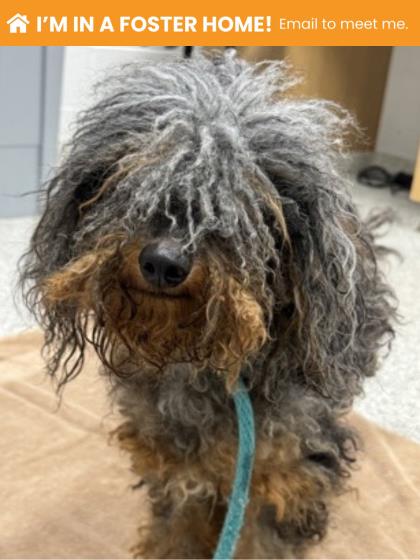 Shelter Stray Male Dog last seen Near Queensberry, 21215, MD, 301 Stockholm St, Baltimore, MD 21230, USA