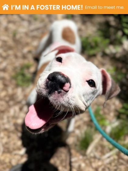 Shelter Stray Female Dog last seen Near Lyndhurst st, 21229, MD, 301 Stockholm St, Baltimore, MD 21230, USA