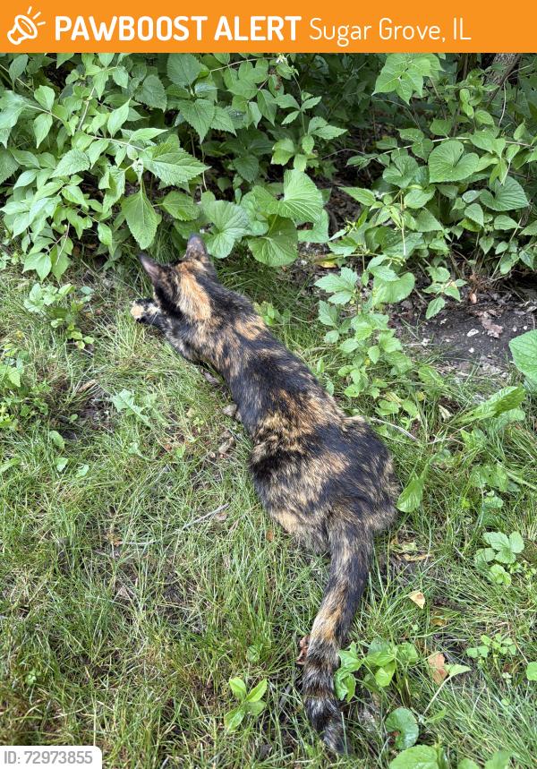 Found/Stray Unknown Cat last seen Gilman trail, Sugar Grove, IL 60554