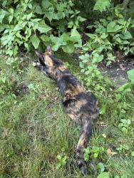 Found/Stray Unknown Cat last seen Gilman trail, Sugar Grove, IL 60554