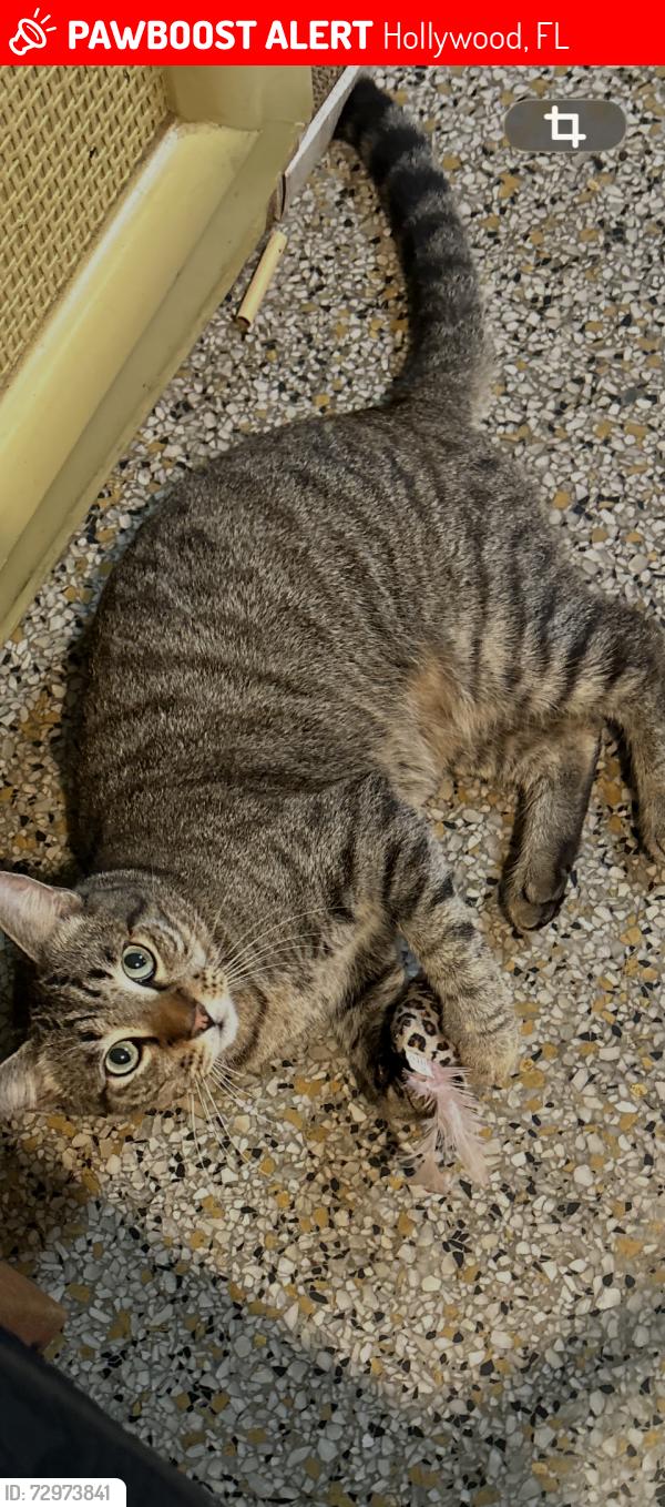 Lost Male Cat last seen Near rd and mckinley, Hollywood, FL 33020