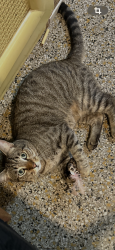 Lost Male Cat last seen Near rd and mckinley, Hollywood, FL 33020