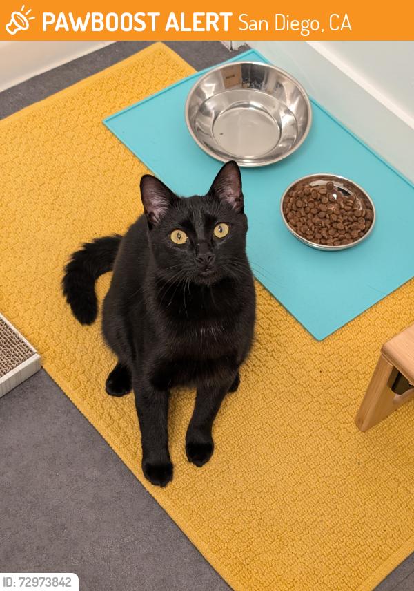 Found/Stray Female Cat last seen Near Texas Street, between Lincoln and Polk, San Diego, CA 92104