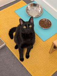Found/Stray Female Cat last seen Near Texas Street, between Lincoln and Polk, San Diego, CA 92104