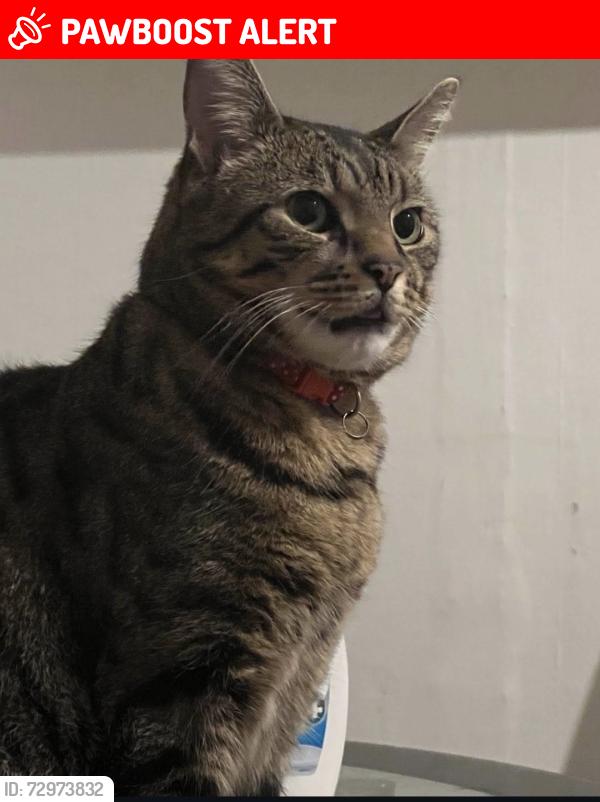 Lost Male Cat last seen Liverpool, Merseyside, England L12