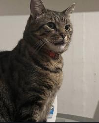 Lost Male Cat last seen Liverpool, Merseyside, England L12