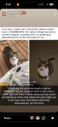 Lost Female Cat last seen Whytewold, Dunnottar, MB 
