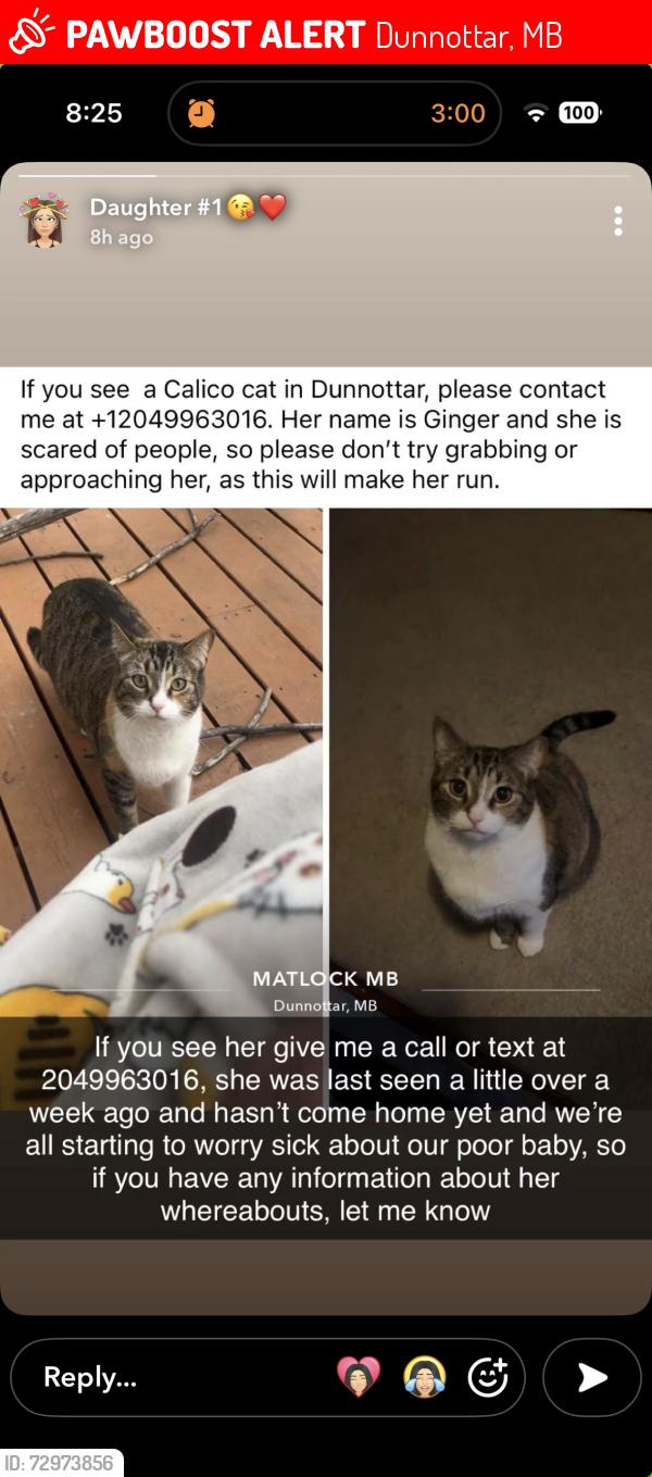 Lost Female Cat last seen Whytewold, Dunnottar, MB 