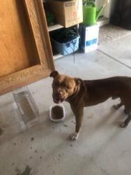 Reunited Male Dog last seen Mt Pleasant @ Panther Creek Subdivision, Willow Spring, NC 27592