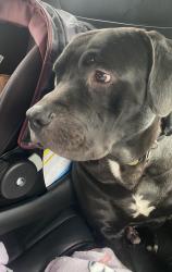 Reunited Male Dog last seen Ramseur Rd, South D Ave, Salem church Road area. , Maiden, NC 28650