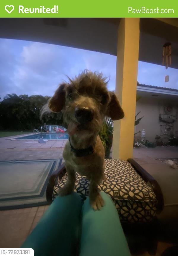 Reunited Male Dog last seen Jasmine and 2nd, Lake Park, FL 33403