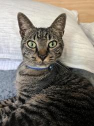 Lost Male Cat last seen Dundalk Way and SW Cary Parkway, Cary, NC 27511