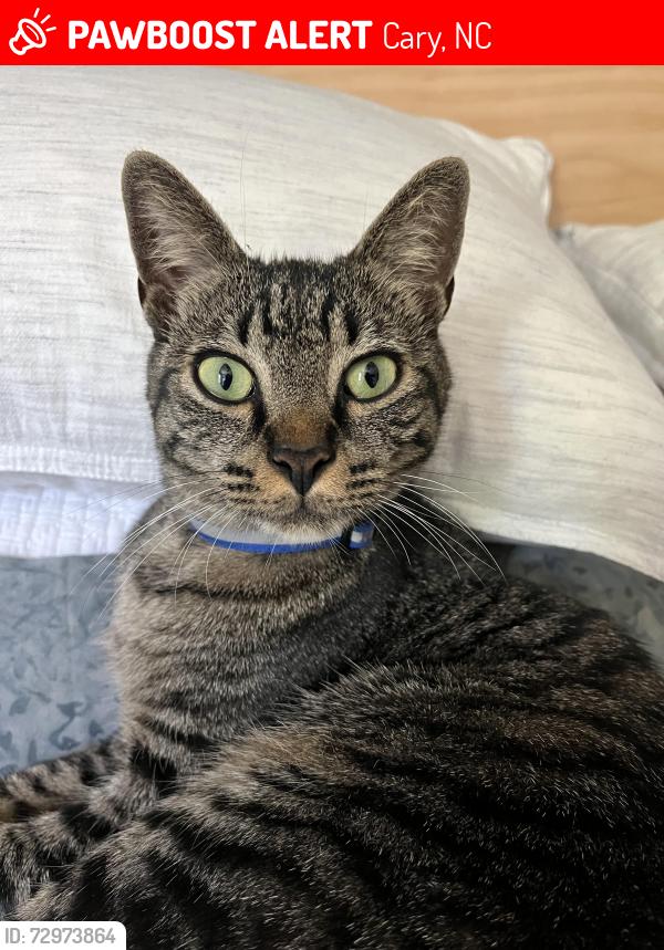 Lost Male Cat last seen Dundalk Way and SW Cary Parkway, Cary, NC 27511