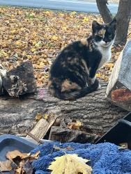 Lost Female Cat last seen Dollar general , Clayton, DE 19938