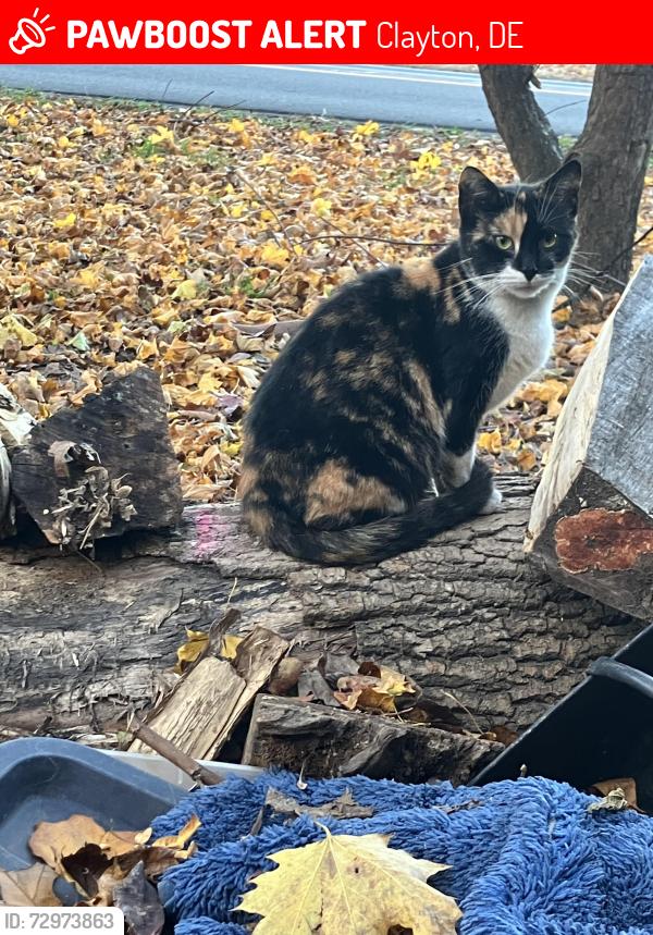 Lost Female Cat last seen Dollar general , Clayton, DE 19938