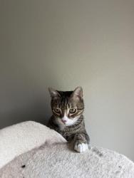 Reunited Male Cat last seen Monte Vista and Golden Oaks Ln, Monterey, CA 93940