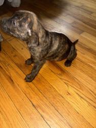 Lost Female Dog last seen Lucas and Hunt, W Florissant Ave, MO 63136
