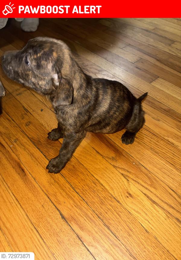Lost Female Dog last seen Lucas and Hunt, W Florissant Ave, MO 63136