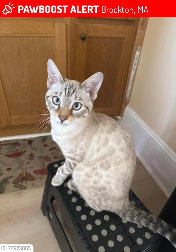 Lost Male Cat last seen Nilsson street , Brockton, MA 02301