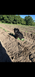 Lost Male Dog last seen Singlatary road , Pasco County, FL 33525