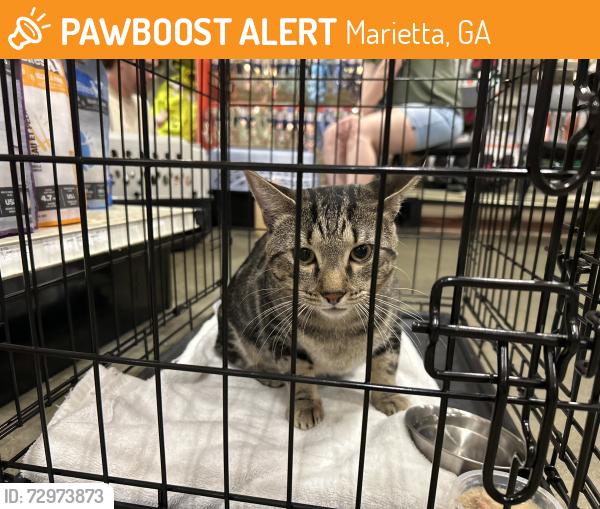 Found/Stray Unknown Cat last seen Woodstock square petsmart, Marietta, GA 30068