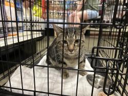 Found/Stray Unknown Cat last seen Woodstock square petsmart, Marietta, GA 30068