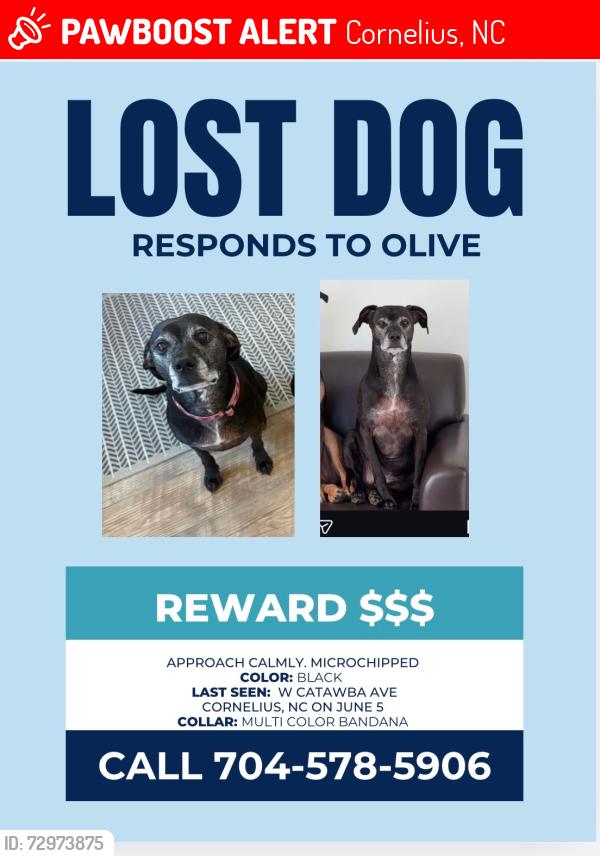 Lost Female Dog last seen catawba ave, Cornelius, NC 28031