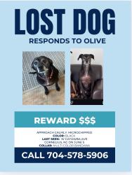 Lost Female Dog last seen catawba ave, Cornelius, NC 28031
